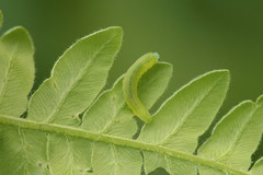 Aneugmenus padi