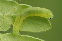 Aneugmenus padi