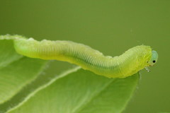 Aneugmenus padi