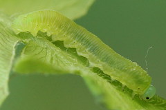 Aneugmenus padi