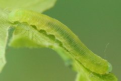 Aneugmenus padi