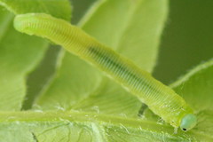 Aneugmenus padi