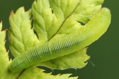 Aneugmenus padi