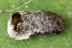 Aneugmenus padi