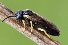Aneugmenus padi