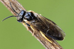 Aneugmenus padi
