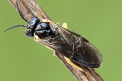 Aneugmenus padi