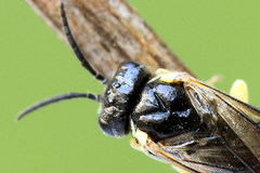 Aneugmenus padi