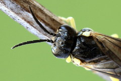 Aneugmenus padi