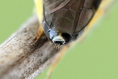 Aneugmenus padi