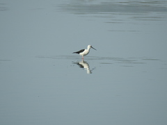 Himantopus himantopus