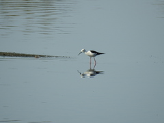 Himantopus himantopus