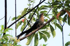 Zanclostomus javanicus