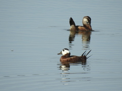 Oxyura leucocephala