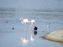 Phoenicopterus roseus