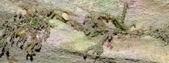 Erica cedromontana