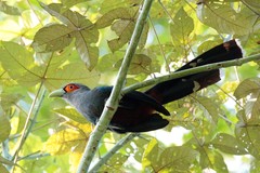 Phaenicophaeus sumatranus