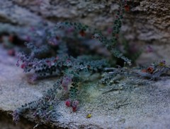 Erica cedromontana