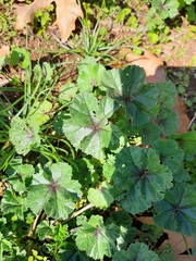 Malva sylvestris
