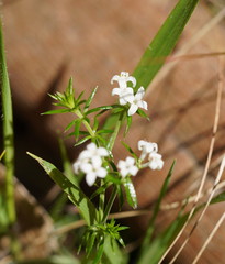 Asperula scoparia