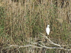 Egretta garzetta