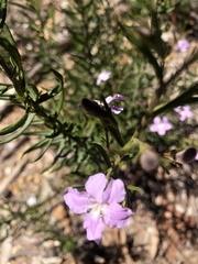 Coopernookia barbata