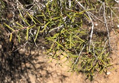 Acacia nyssophylla
