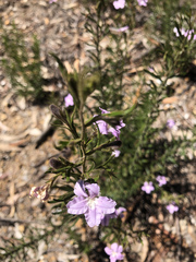 Coopernookia barbata