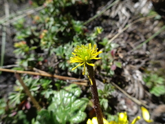 Ranunculus donianus