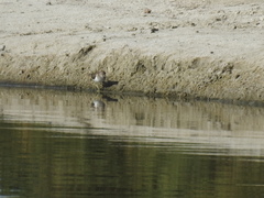 Actitis hypoleucos