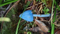 Entoloma hochstetteri