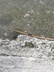 Crematogaster scutellaris