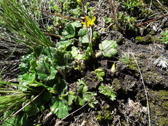 Ranunculus donianus