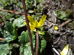 Ranunculus donianus