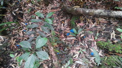 Entoloma hochstetteri