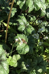 Apis mellifera