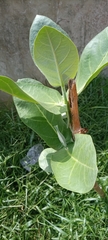 Calotropis procera image