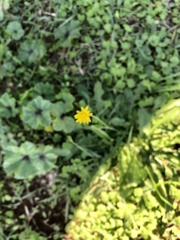 Taraxacum officinale