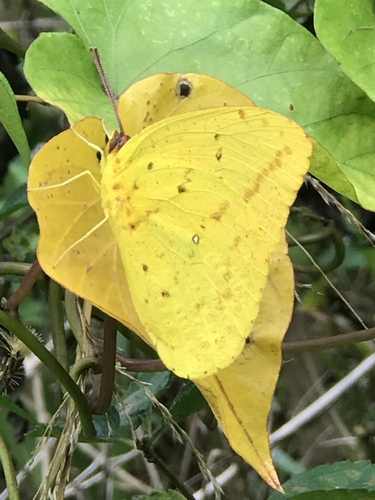 Large Orange Sulphur photo 4