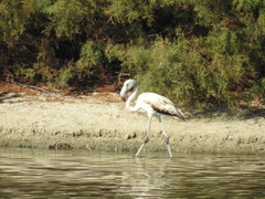 Phoenicopterus roseus