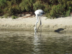 Phoenicopterus roseus