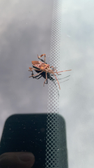 Leptoglossus occidentalis