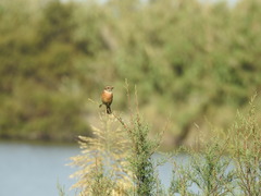 Saxicola rubicola