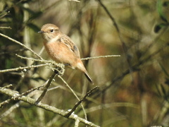 Saxicola rubicola