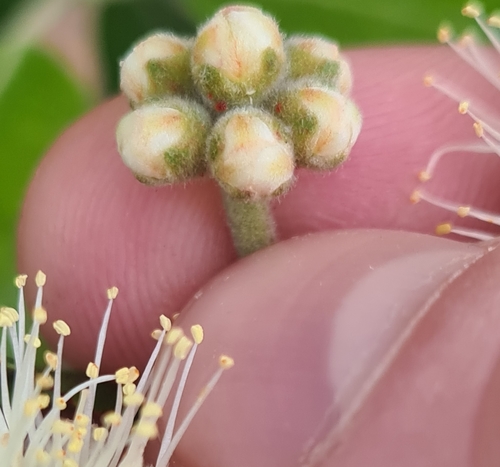 Syncarpia glomulifera