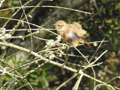 Saxicola rubicola