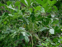Cussonia zuluensis