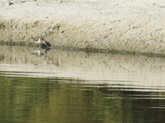Actitis hypoleucos