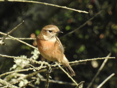 Saxicola rubicola