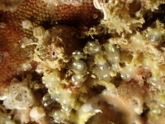 Pycnoclavella aurilucens